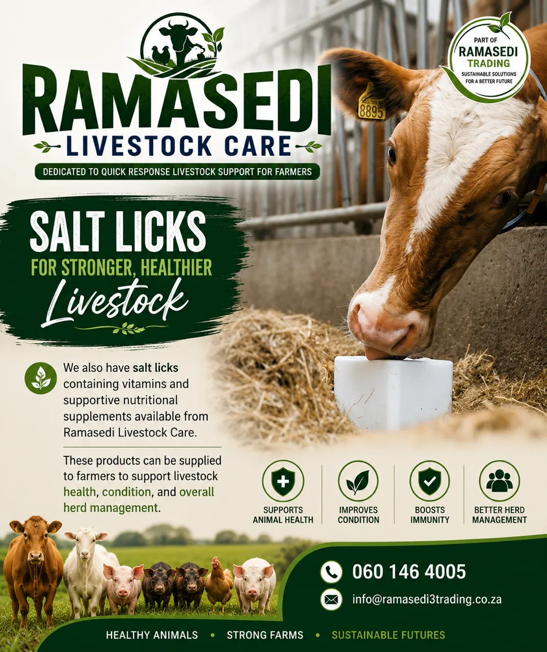 Cow licking a nutritional salt lick block supplied by Ramasedi Livestock Care